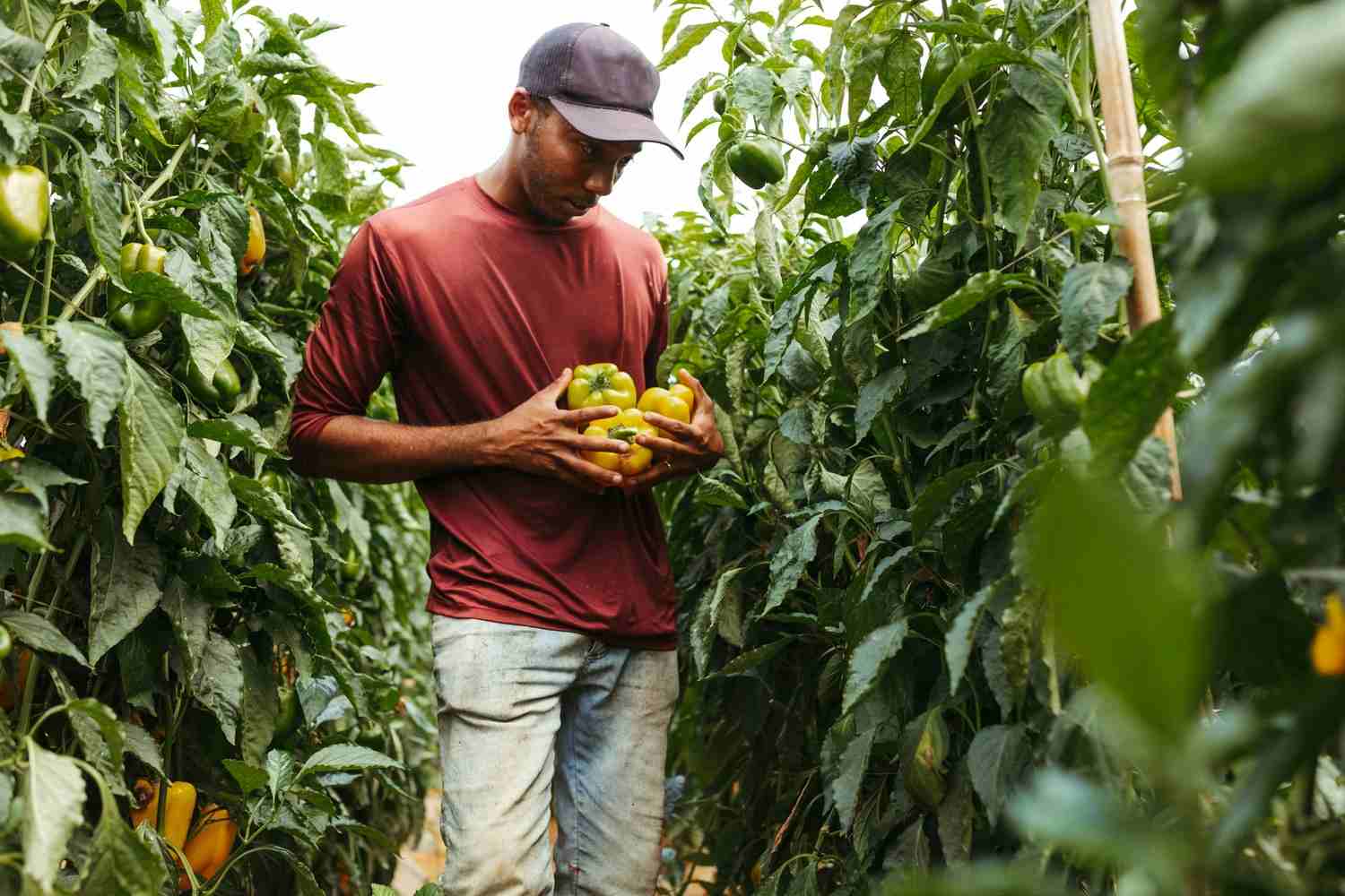 Agricultural Insurance